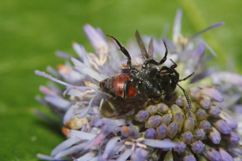 Ammobates sp.